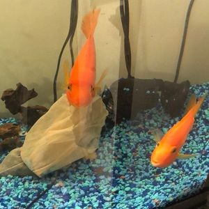 Meet your Posher, Christine